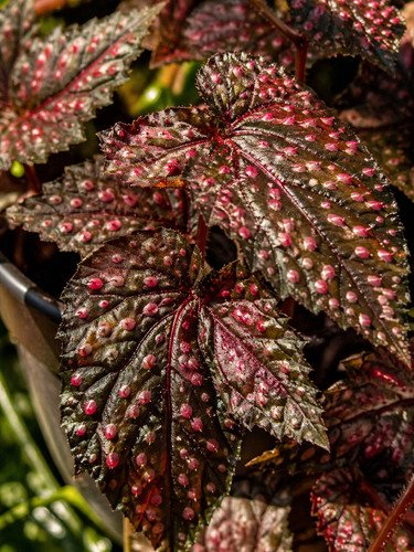 Sale2108 begonia negrosensis - sale2108,
