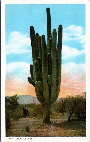 Cartolina cactus gigante - cartolina,