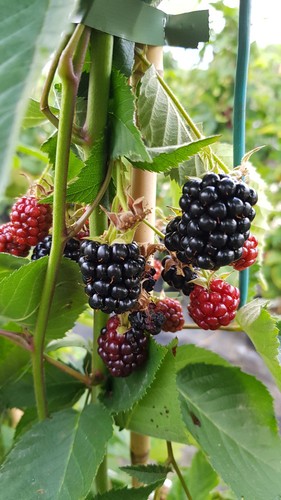 Rubus fruticosus mont - fruticosus, blanc'