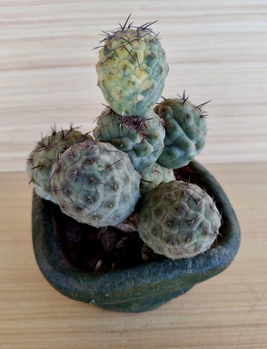Tephrocactus geometricus var - geometricus,