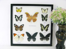 10 farfalle vere, imbottite