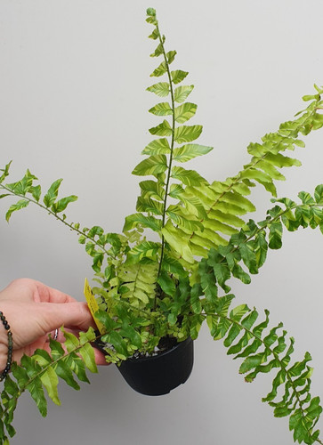 Nephrolepis exaltata variegata