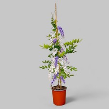 Pianta glicine snowy - snowy, violet