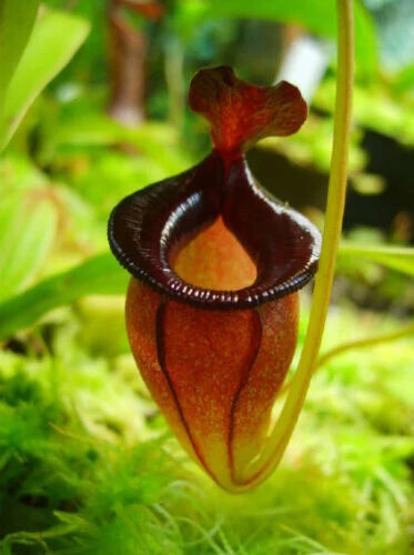 Nepenthes jacquelineae 10 - jacquelineae, –