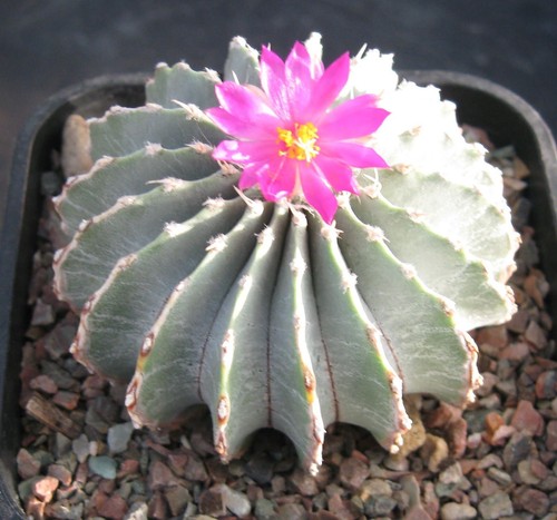 Semi di geohintonia - 10,