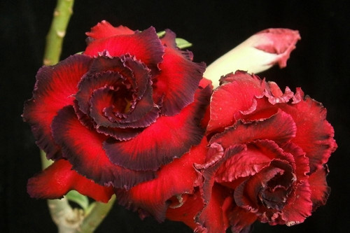 Rosa del deserto adenium - -,