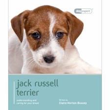 Jack Russell Terrier - Dog