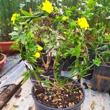 Gelsomino Di Natale Pianta