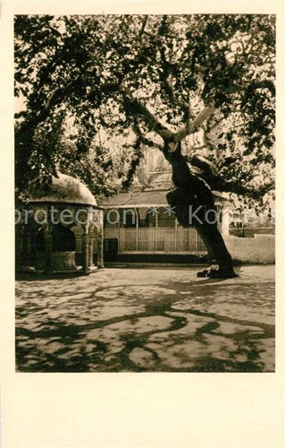 Rodi garganico moschea regeb - moschea,