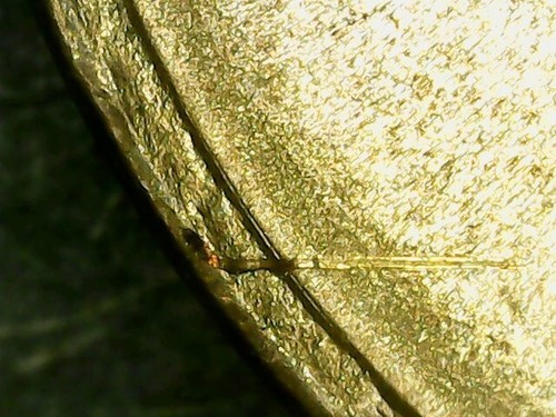 Collezione monete da - collezione, 6