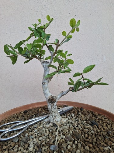 Pre bonsai punica granatum - pre,