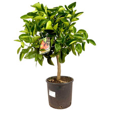 Arancio Fragola frutto interno