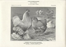 Stampa antica GALLI e GALLINE razza COCHIN 1909 Antique print