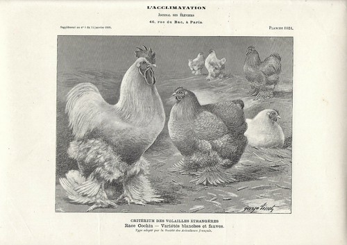 Stampa antica galli galline - stampa,