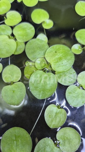 Limnobium laevigatum pianta - 5x,