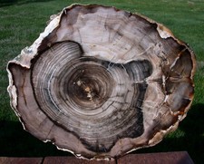 SiS: MUSEUM GRADE 13" legno pietrificato tondo - noce fossile GEMMY - Vantage, WA