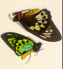 Ornithoptera Priamus Priamus
