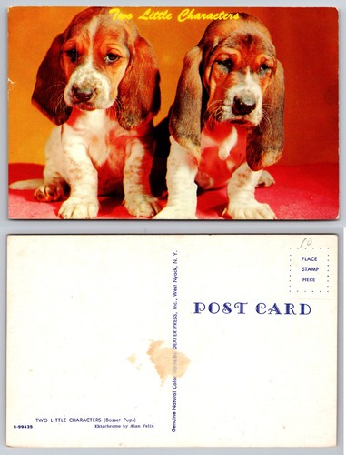 Cartolina due cuccioli basset - cartolina,