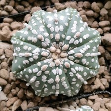 Astrophytum Asterias