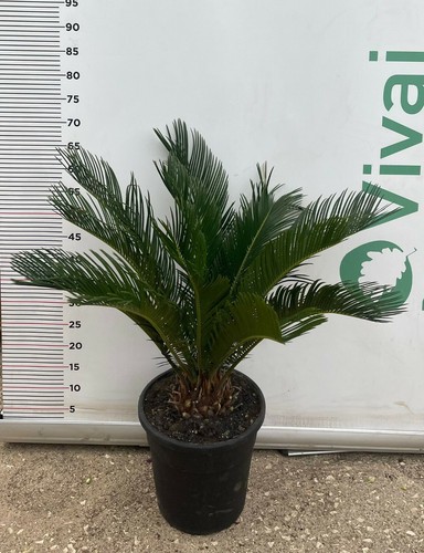 Pianta cycas cicas - pianta,