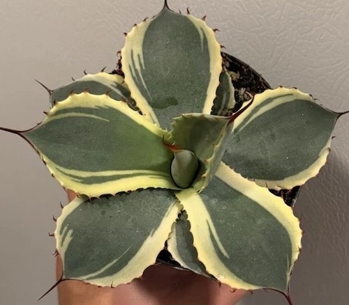 Agave parryi truncata - agave,