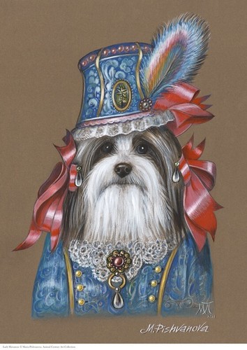 Havanese lady stampa - havanese, a3