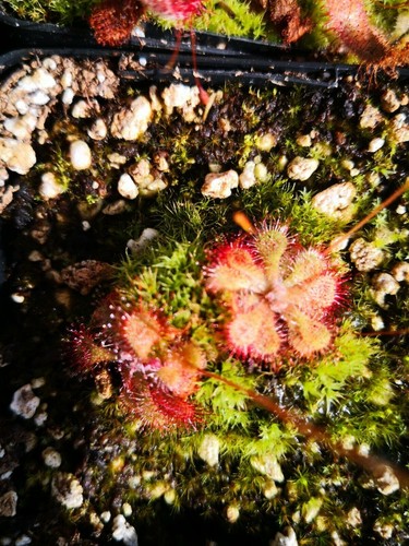 Drosera natalensis 10 - drosera,