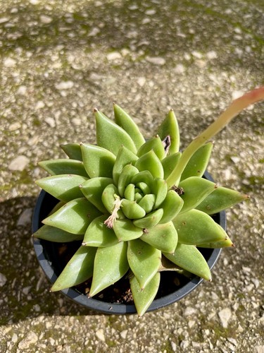 Piante di echeveria - 2,