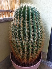 echinocactus grusonii-Kroenleinia- Cuscino Della Suocera-Grusone-Pianta Grassa