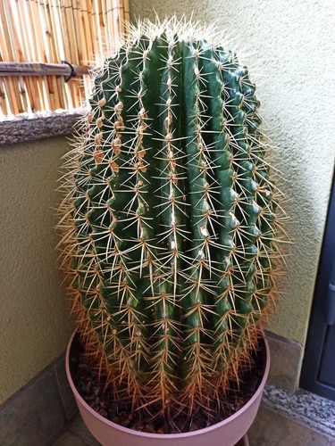 echinocactus