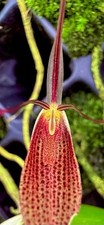 Restrepia Species 'Red Robin'
