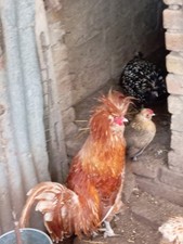Uova Feconde Gallina Padovana