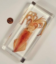 6.3" Large Squid in Clear