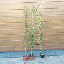 10 piante di Rincospermum
