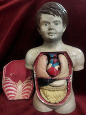 MODELLO ANATOMICO DIDATTICO IN PAPIER MACHE' - primi '900