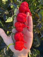 10 semi di peperoncino