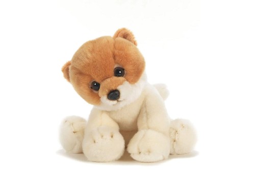 Cane pomerania bobo - cane,