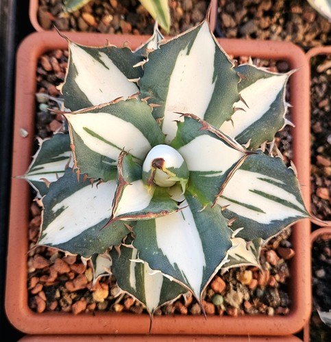 Agave titanota fo76 - agave, white"