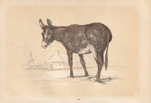 Asino - asinus, asinus)