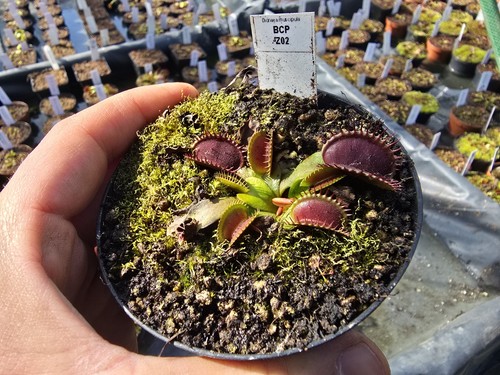 Dionaea muscipula bcp - "bcp, z02"