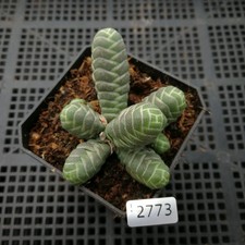Pianta succulenta 4 cm