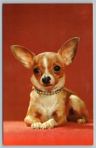 Cartolina epoca chihuahua - cartolina,