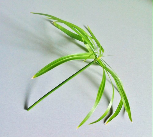 Cyperus erba cipro zypergras - cipro,