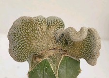 Pelecyphora aselliformis cristate