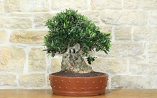 Bonsai olivo - bonsai, (183)