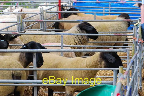 Photo 6x4 defaid suffolk sioe - 6x4,