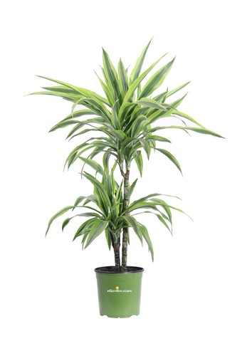Pianta dracena lemon lime - di,