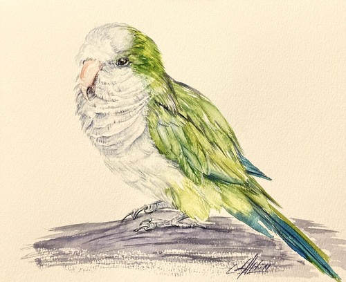 Acquerello uccellino verde
