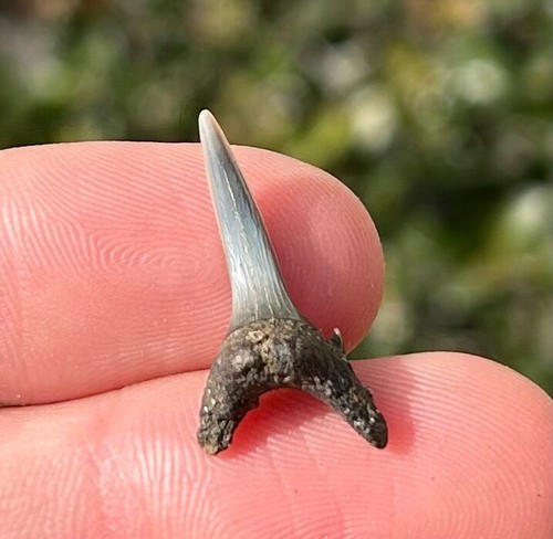 Dente squalo tigre sabbia - di,