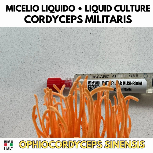 Cultura liquida cordyceps - liquida,